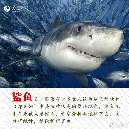 人人都是大策劃 《血族》明星策劃版本火熱上線(xiàn)