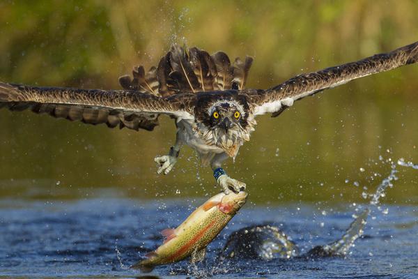 決戰(zhàn)荊州 《開(kāi)心掛三國(guó)》首曝攻城戰(zhàn)玩法