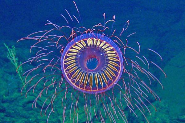 大翅膀帶你飛 《仙靈世界》幻翎系統(tǒng)上線(xiàn)