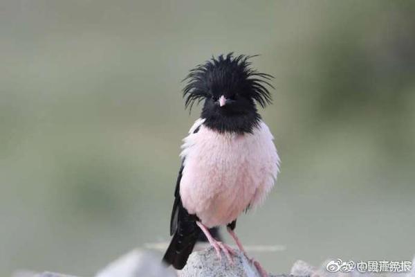 構(gòu)建愛(ài)與理想輕國(guó)度 《小小軍姬》暖春新悸動(dòng)