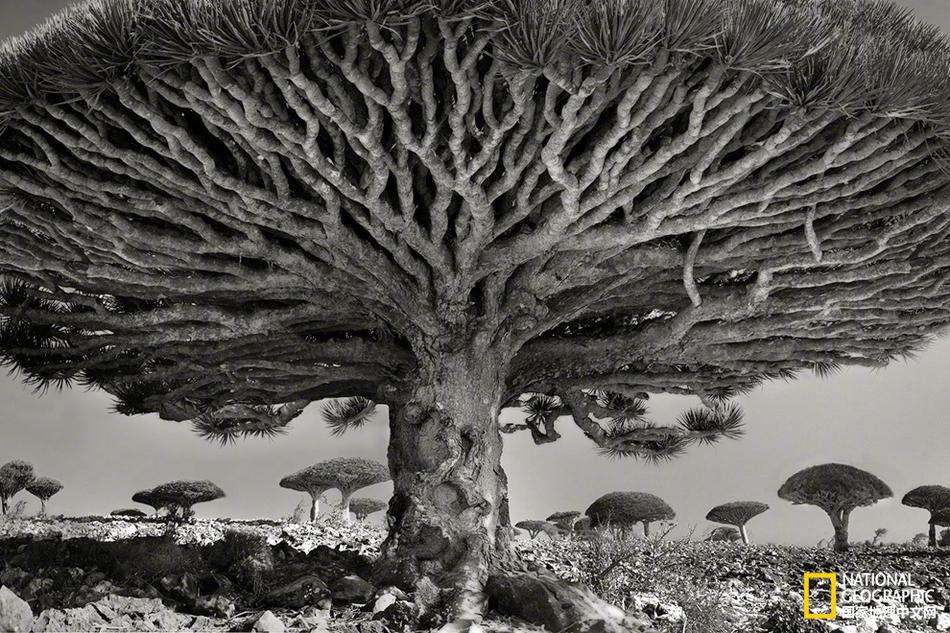 霸氣坐騎降臨 《九陰真經(jīng)3D》異獸養(yǎng)成奧妙無(wú)窮